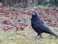 IMG_3099.JPG