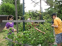 03_01 Himbeeren essen.JPG