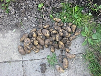 03_03 Ernte Kartoffel (1).jpg