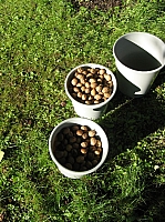 03_05 Ernte Walnüsse.JPG