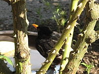 04_03 Amsel.JPG