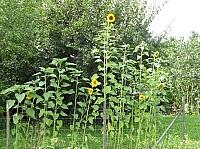 04_04 Sonnenblumen .JPG