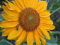 04_05 Sonnenblume mit Biene.JPG