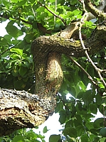 04_06 verdrehter Ast und Spinnenweg.JPG