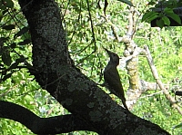 04_08 Grünspecht.JPG