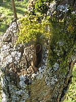 04_09 Spechtschmiede.JPG